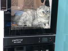-老吴的猫·猫舍(新区店)
