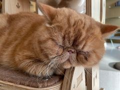 -飞行喵MR PILOT|猫舍·猫咖(静安大融城店)