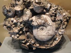 -湖南省地质博物馆