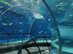 -上海海洋水族馆