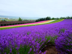 -富田农场