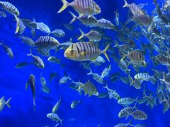 -成都浩海立方海洋公园