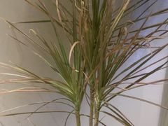 -泰合玺·精油疗愈 SPA(南京河西万达店)