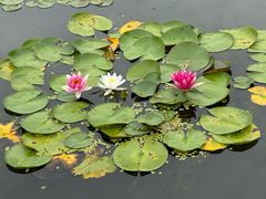 -莲花池公园