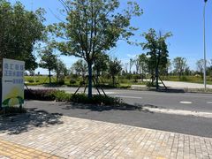 -南汇新场正宗水蜜桃采摘