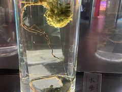 -广东中医药博物馆