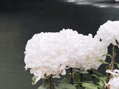 -杭州植物园