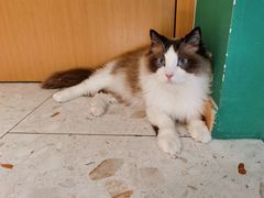 -飞行喵MR PILOT|猫舍·猫咖(静安大融城店)