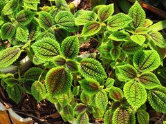 -中国科学院西双版纳热带植物园