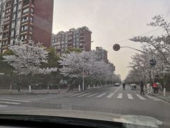 -高东镇樱花园