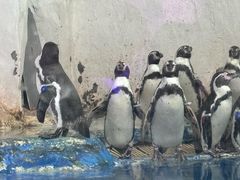 -太平洋海底世界