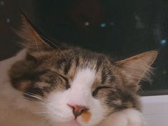 -宠爱国际动物医院·消化内科·心肾内科·ISFM猫友好(望京店)