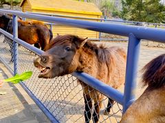 -长白岛森林公园