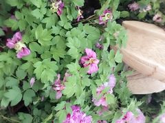 -洛阳郁金香牡丹园