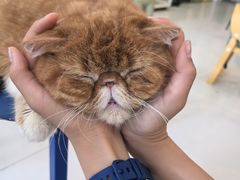 -平行世界·猫咖(首经贸店)