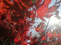-花开海上生态园