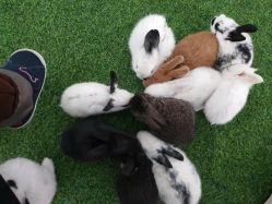 -萌宠亲子动物乐园(槐房万达店)