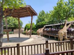 -上海野生动物园