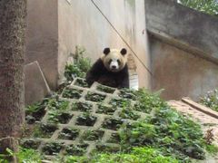 -中国大熊猫保护研究中心雅安碧峰峡基地