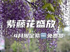 -嘉定紫藤园