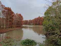 -上海海湾国家森林公园