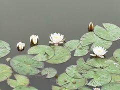 -白洋淀风景区