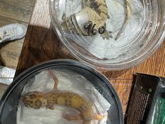 -酷以爬仙阁实体爬宠店·守宫·蜥蜴·专业繁育