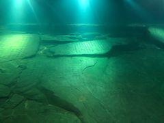 -白鹤梁水下博物馆