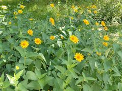 -莲花池公园