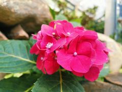 -中国科学院华南植物园