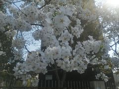 -高东镇樱花园