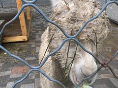 -长白岛森林公园