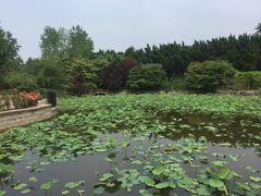 -嘉定紫藤园
