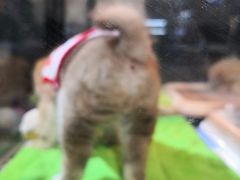 -宠物世家(仲盛世界商城店)