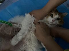 -纳吉亚猫专科动物诊疗中心(蒋宅口分院)