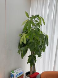 -苗医生0感祛痘连锁