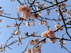 -中山市树木园