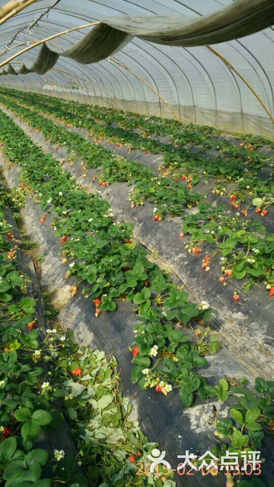 爱上奶油草莓上传的图片