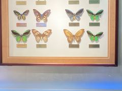 -上海昆虫博物馆