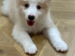 -翊宠yipet猫狗购宠庄园