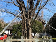 -上海佘山国家森林公园天马山园