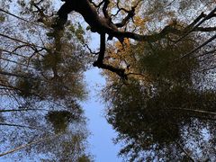 -云栖竹径