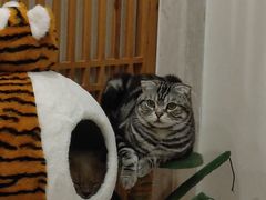-Catmate·猫肥家润(金润铂宫店)