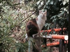 iphone_upload_pic-山色柴火烤披萨·原切牛扒