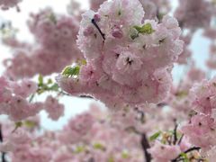 -樱花山风景区