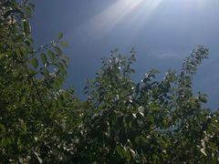 -石家庄市植物园