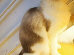 -喵喵咪呀布偶猫咖(春熙路店)