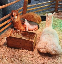 -Zoolung Zoolung动物主题公园(海信广场店)