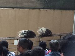 -清迈夜间动物园