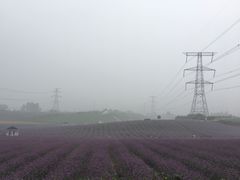 -紫颐香薰山谷景区